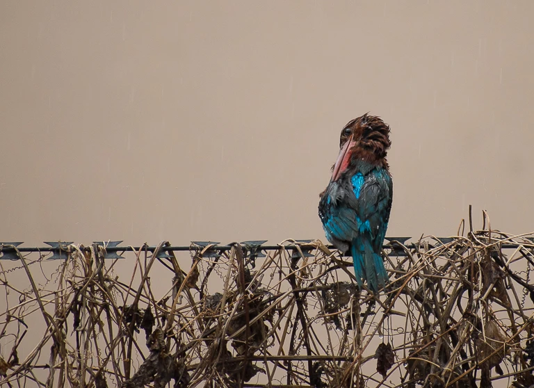 View 6c1a67946c1ae09a989dda18ed1b79c5.jpg by TANAY DAS