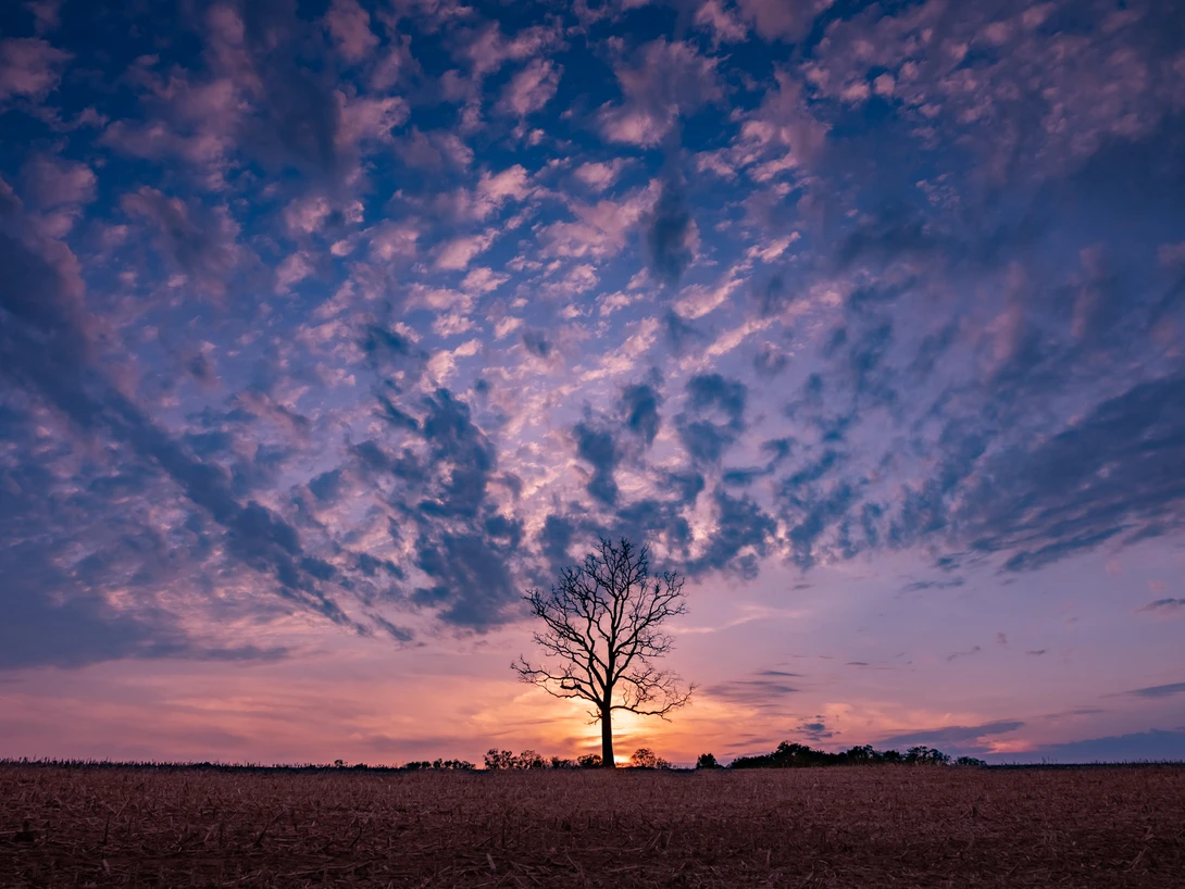 View Tree in the Cornfield at Sunset by John Pszeniczny