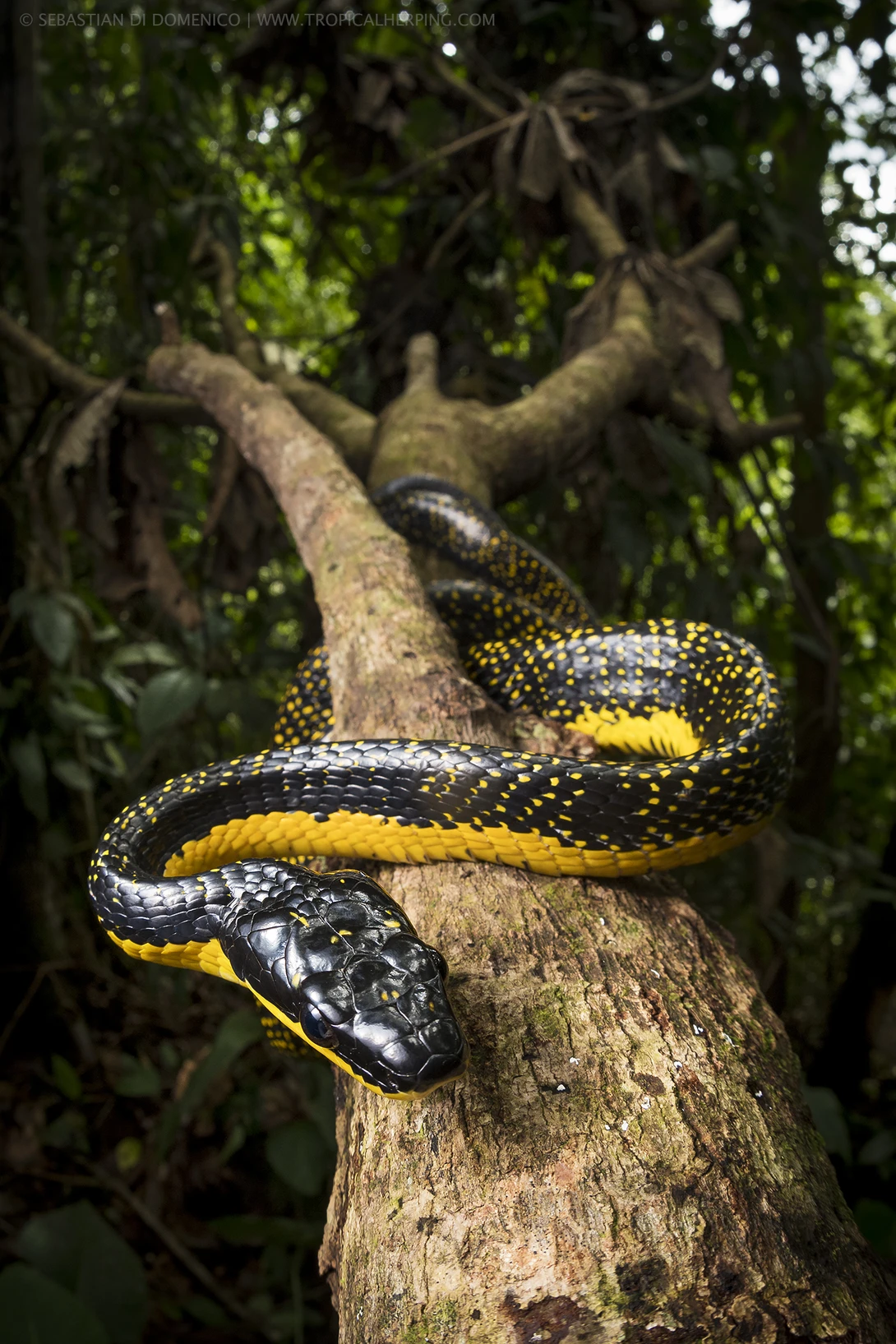 View Puffing Snake by Sebastian Di Domenico
