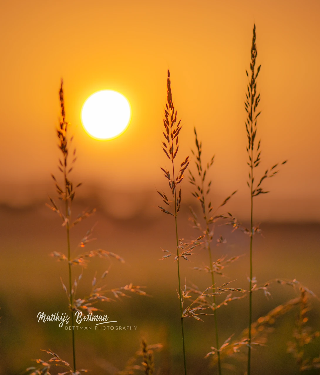View 710f52b5f40bbe30ccf78e79ead971ae.jpg by Matthijs Bettman