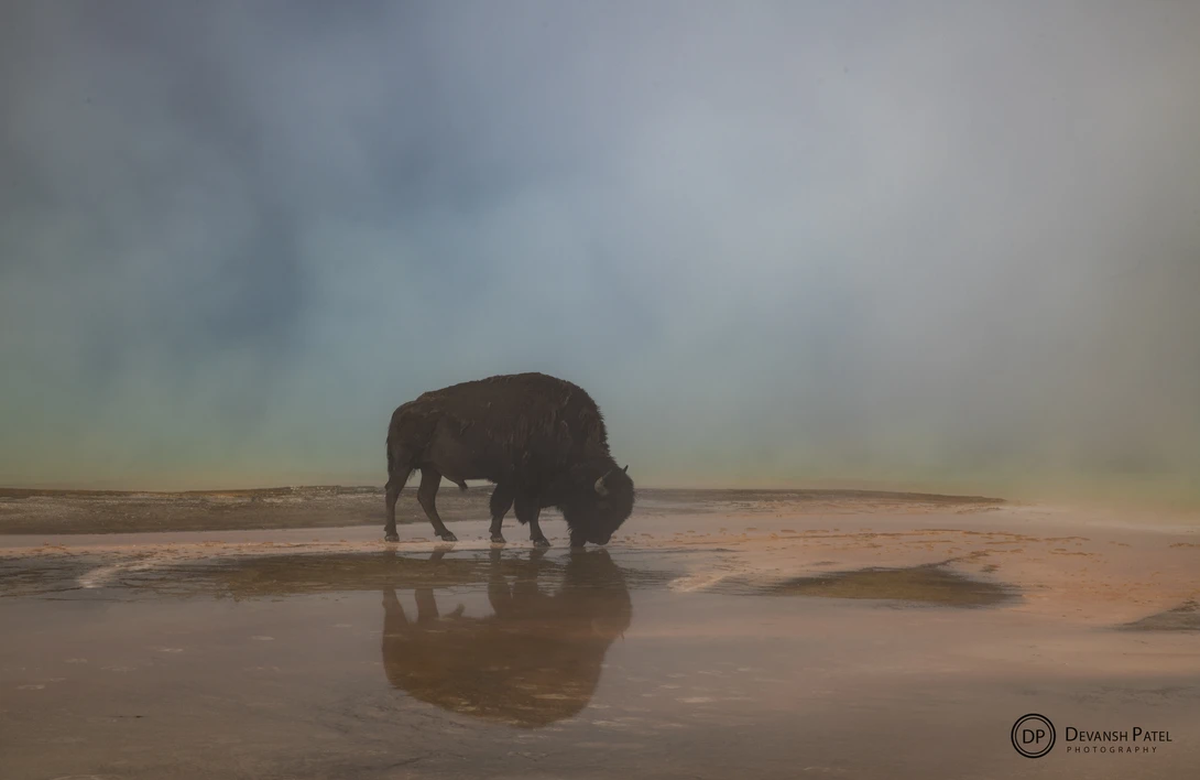 View Thirty Bison by DEVANSH PATEL