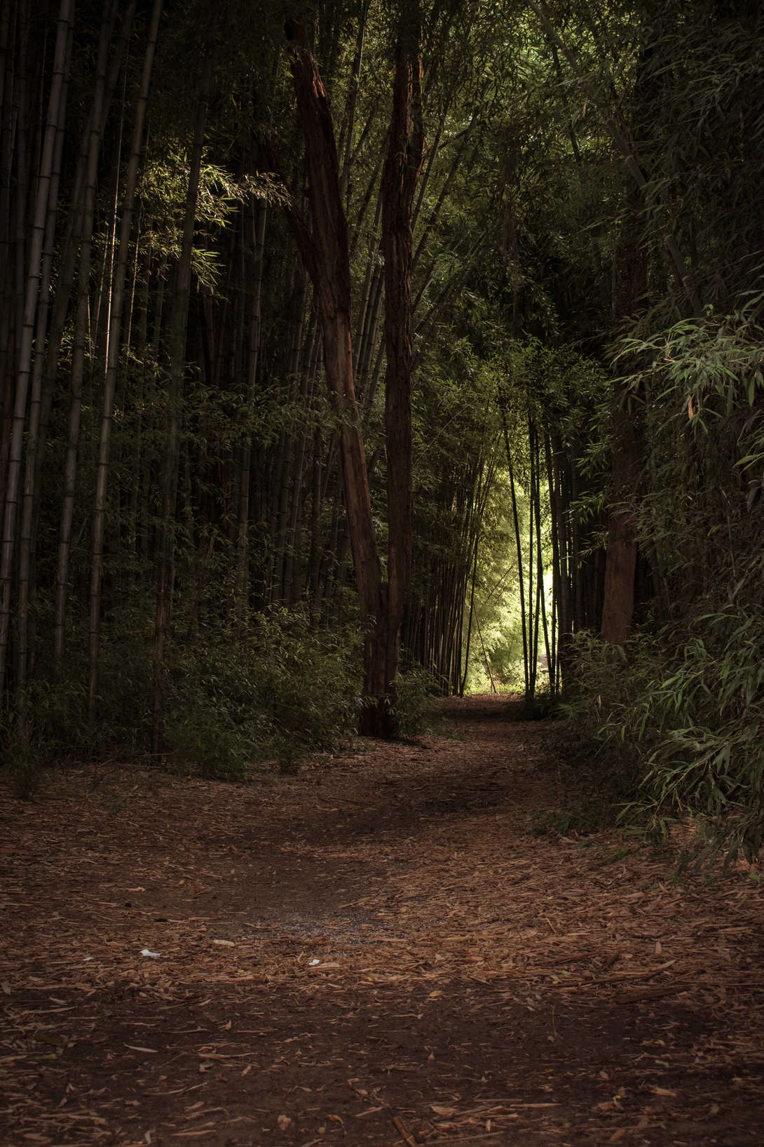 View 4091b1e476e39765fc3ff0f5a8d2b5eb.jpg by Mark Guinn