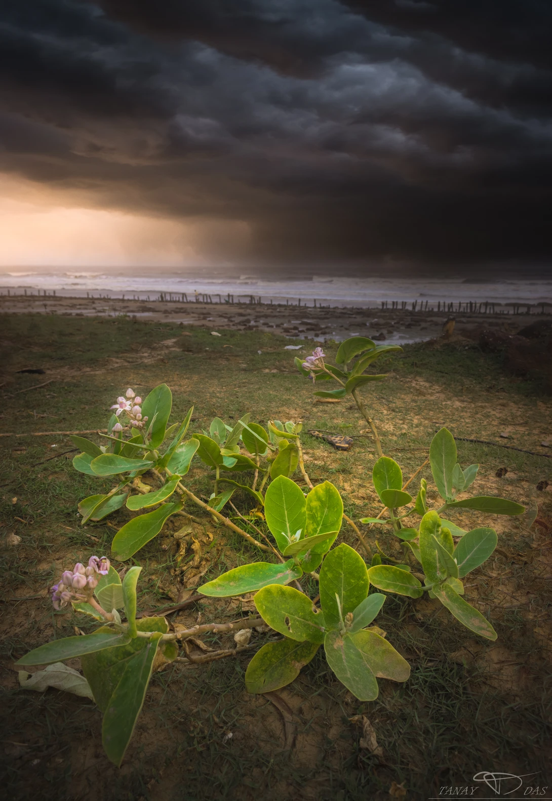 View 7c7a503748ad96c78ab4546ad5ed4123.jpg by TANAY DAS