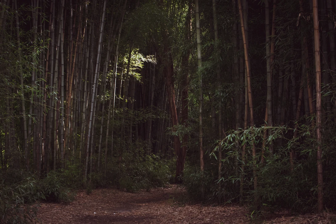 View Bamboo Forest at Oconaluftee by Mark Guinn