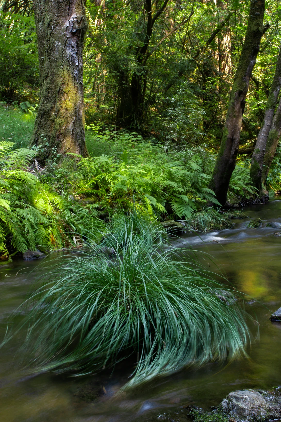View Just a Simple Little River Shot by Walker Lambert