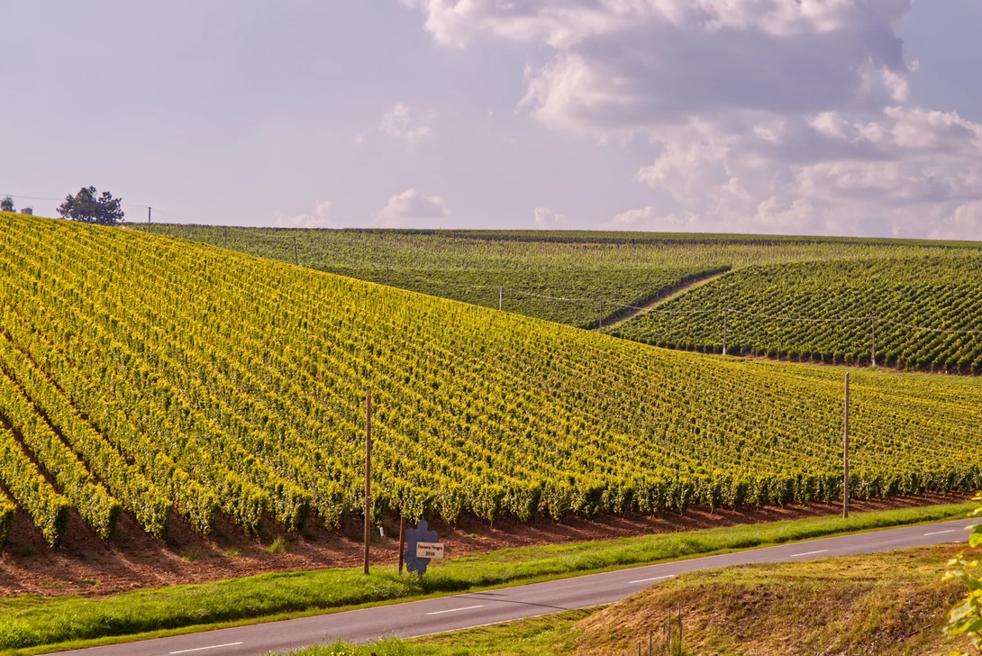 View Vineyard by Bogdan Bragea