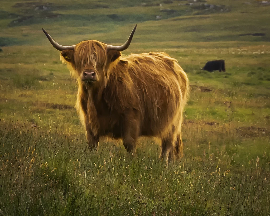 View be6ab0af52d5730c7b0610167534da7d.jpg by Colin Robertson