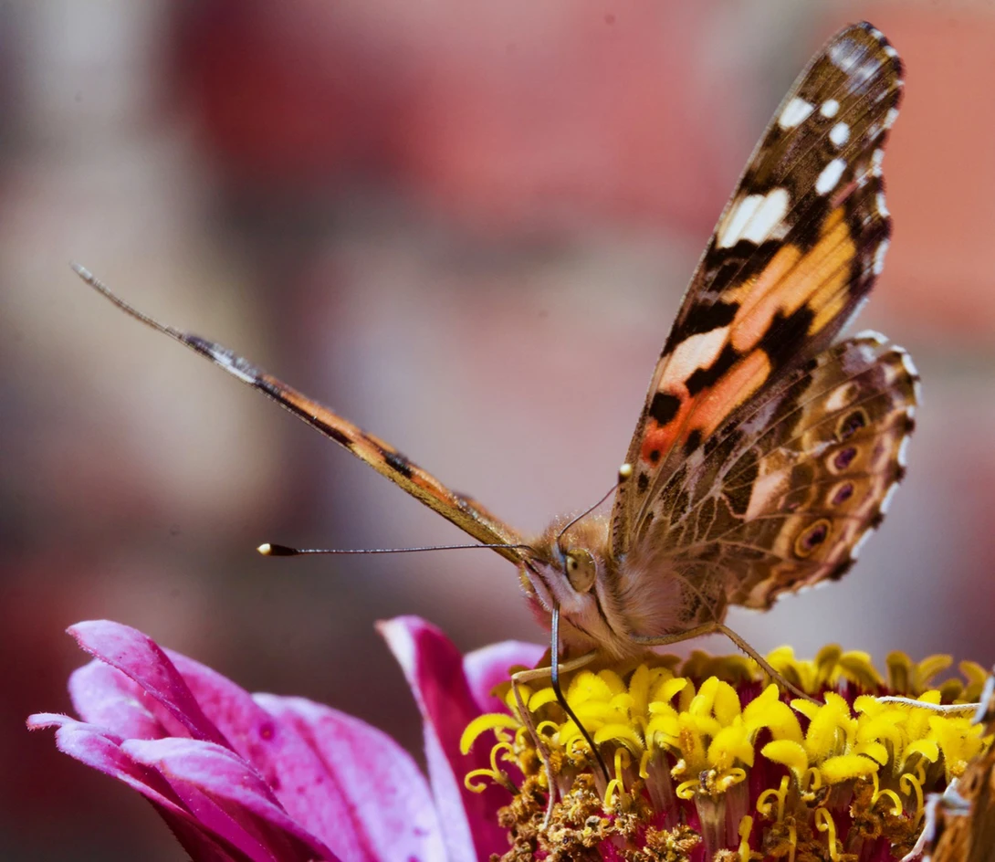 View 666ac1711af271956b5bf8fe28108613.jpg by Lian van den Heever