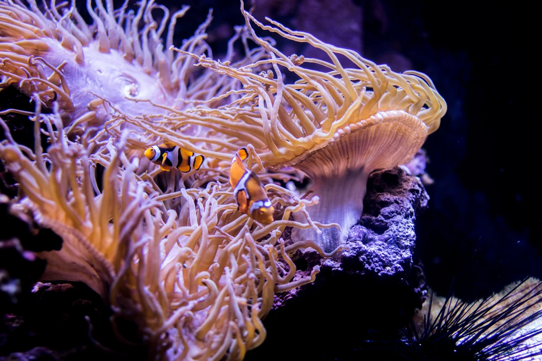 View d5319a4f17410f3d952bf1219321b362.jpg by Satya Pediredla
