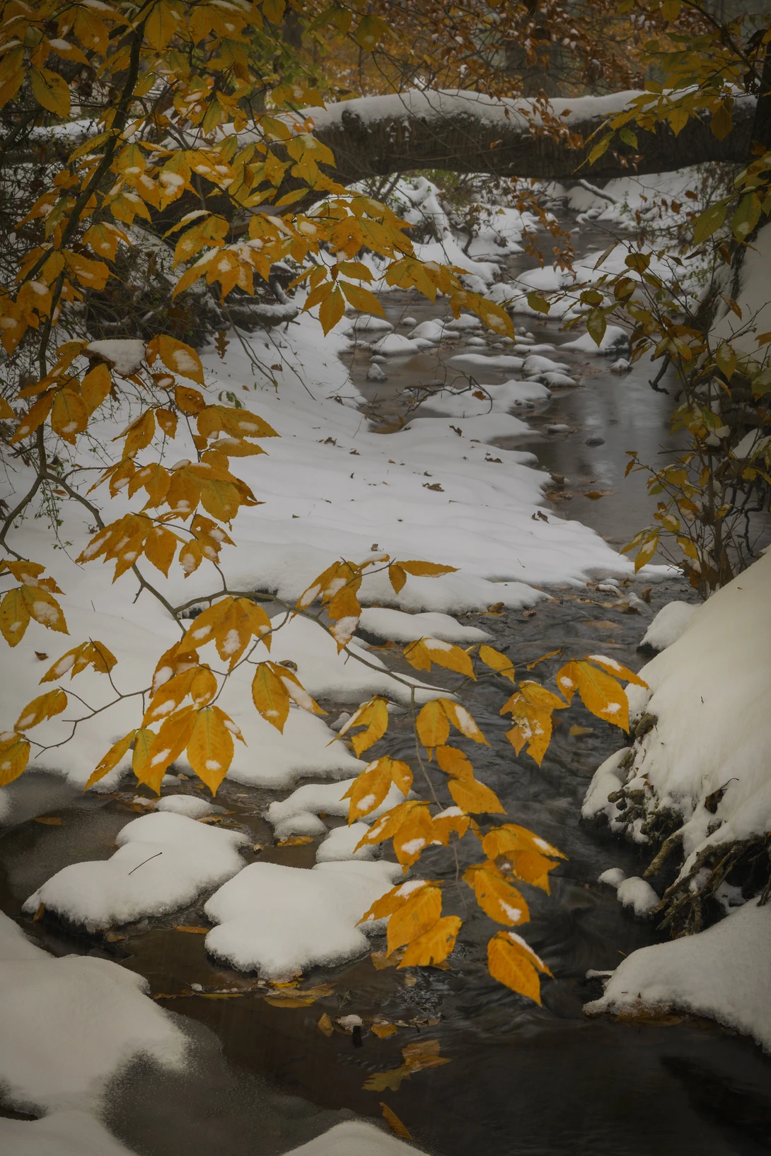 View 621f58828668b6e8bea552a751f275df.jpg by joseph cole