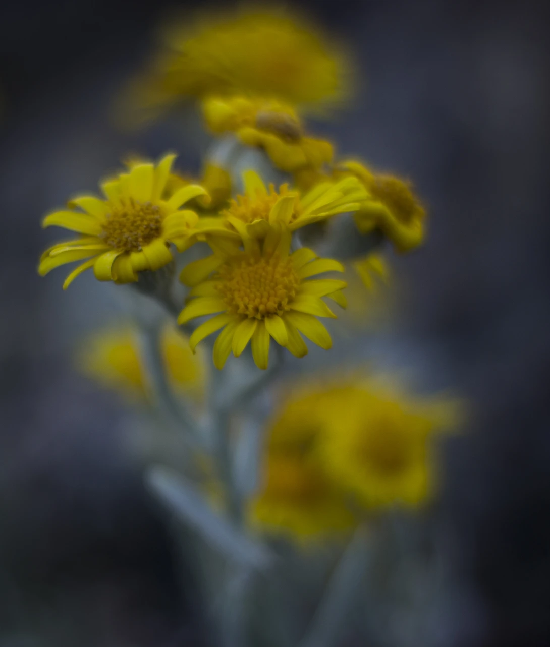 View 77cd5e6e282518b39b115fb30f9b15fa.jpg by Cristian Perotti