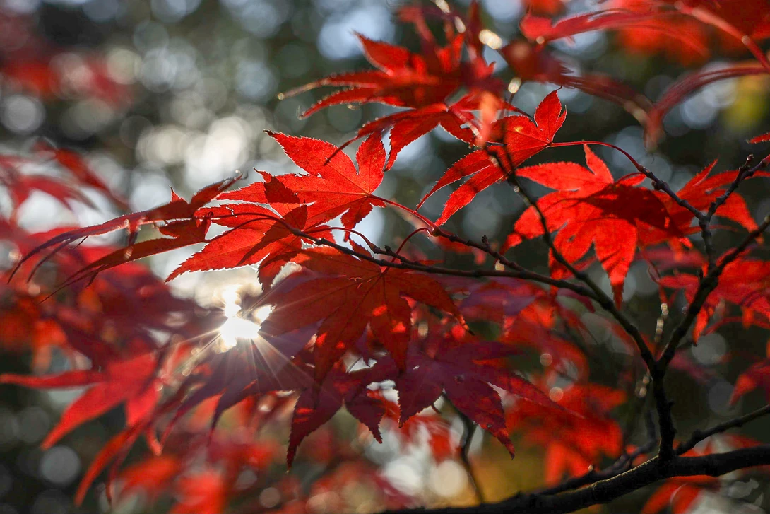 View Japanese garden in my hometown by Bas Rutgers