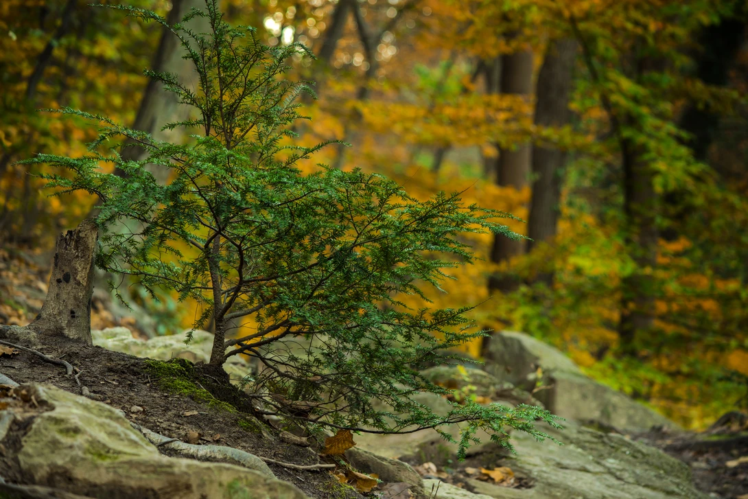View b1d67ad8b8f9b064e91539b17e7bbf25.jpg by joseph cole