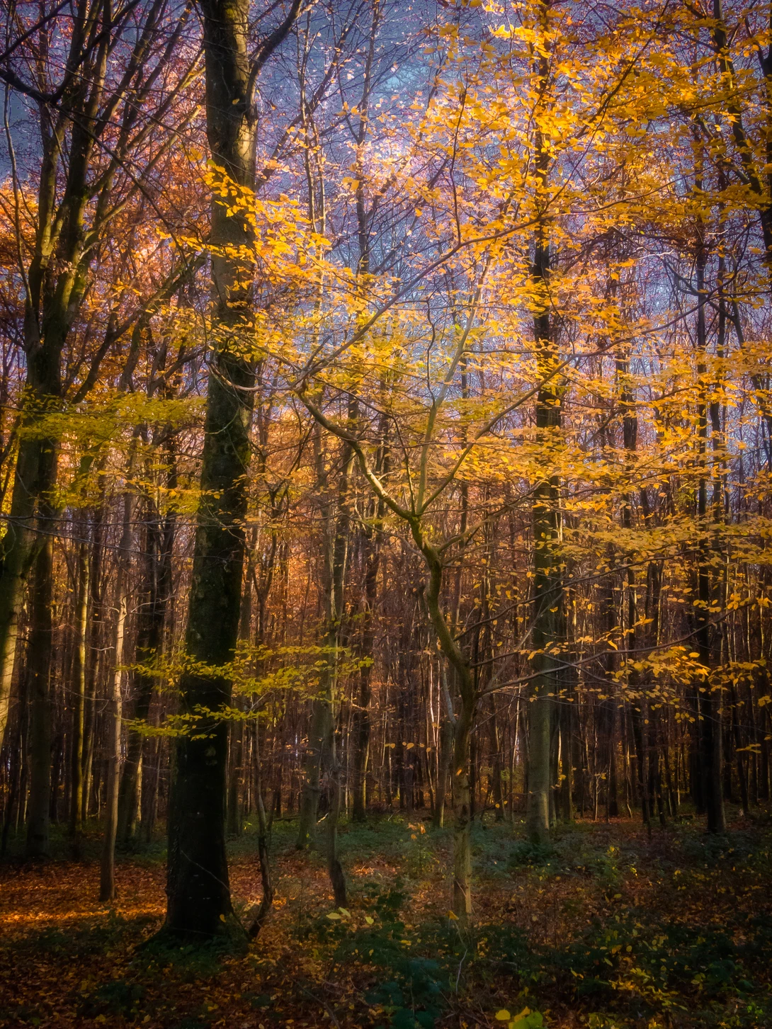 View bb4c82aa750787620eb524eb70cf48b9.jpg by Nick B