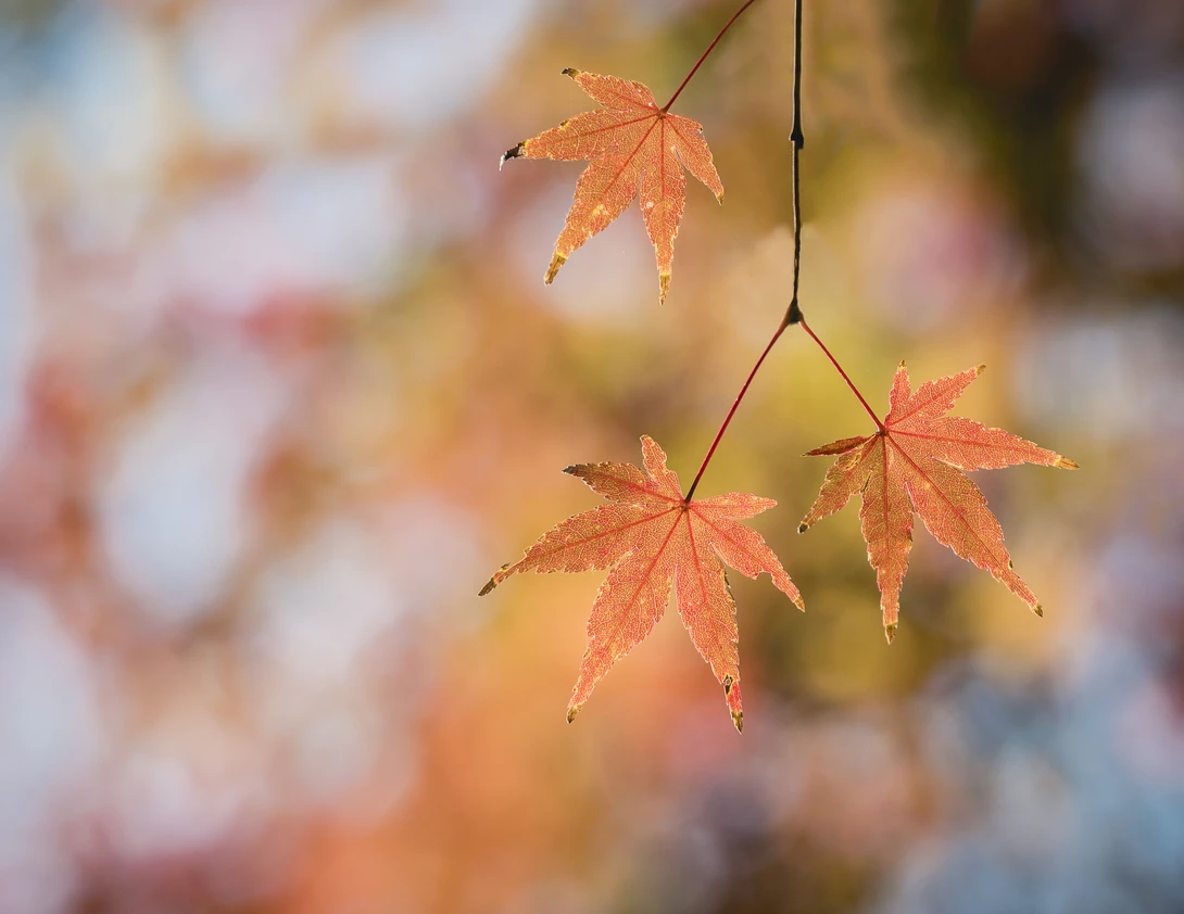 View d9d19ab752e5dc82d8b1c50e5331150a.jpg by Jordan McChesney