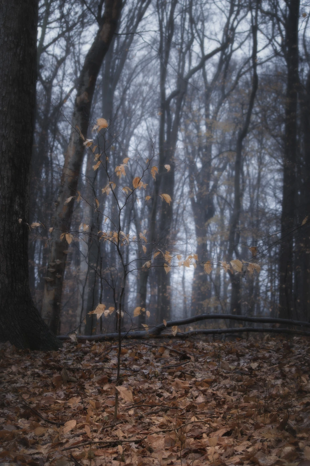 View 934d3ea2189581f09c334d6929f2fc59.jpg by joseph cole