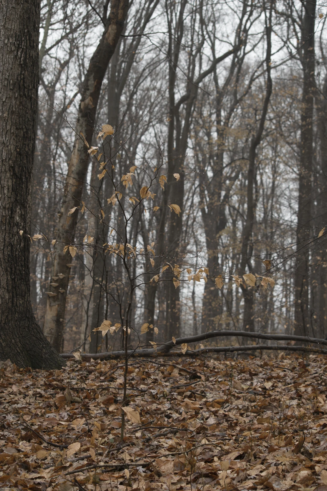 View ad44bf0f3142b610a6da2315de1aba8c.jpg by joseph cole