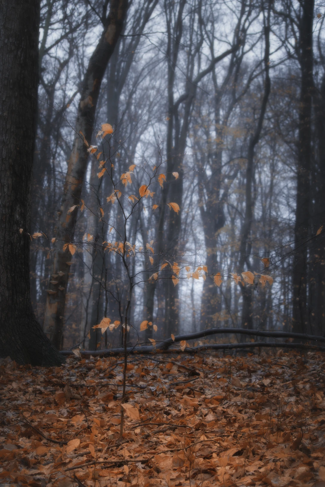 View fc84b3cc3ffc0b8658dec94db4662e51.jpg by joseph cole