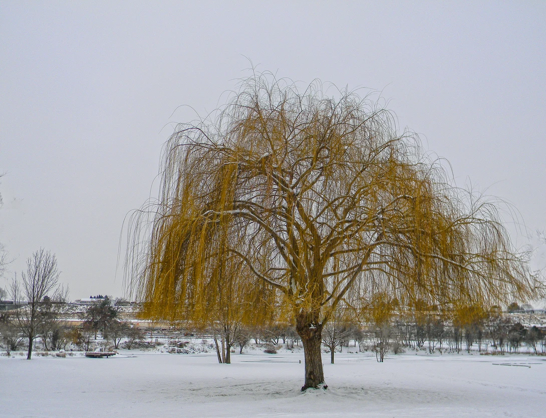 View fb61b62f12f6f75823206664b7eae624.jpg by Chris Snyder