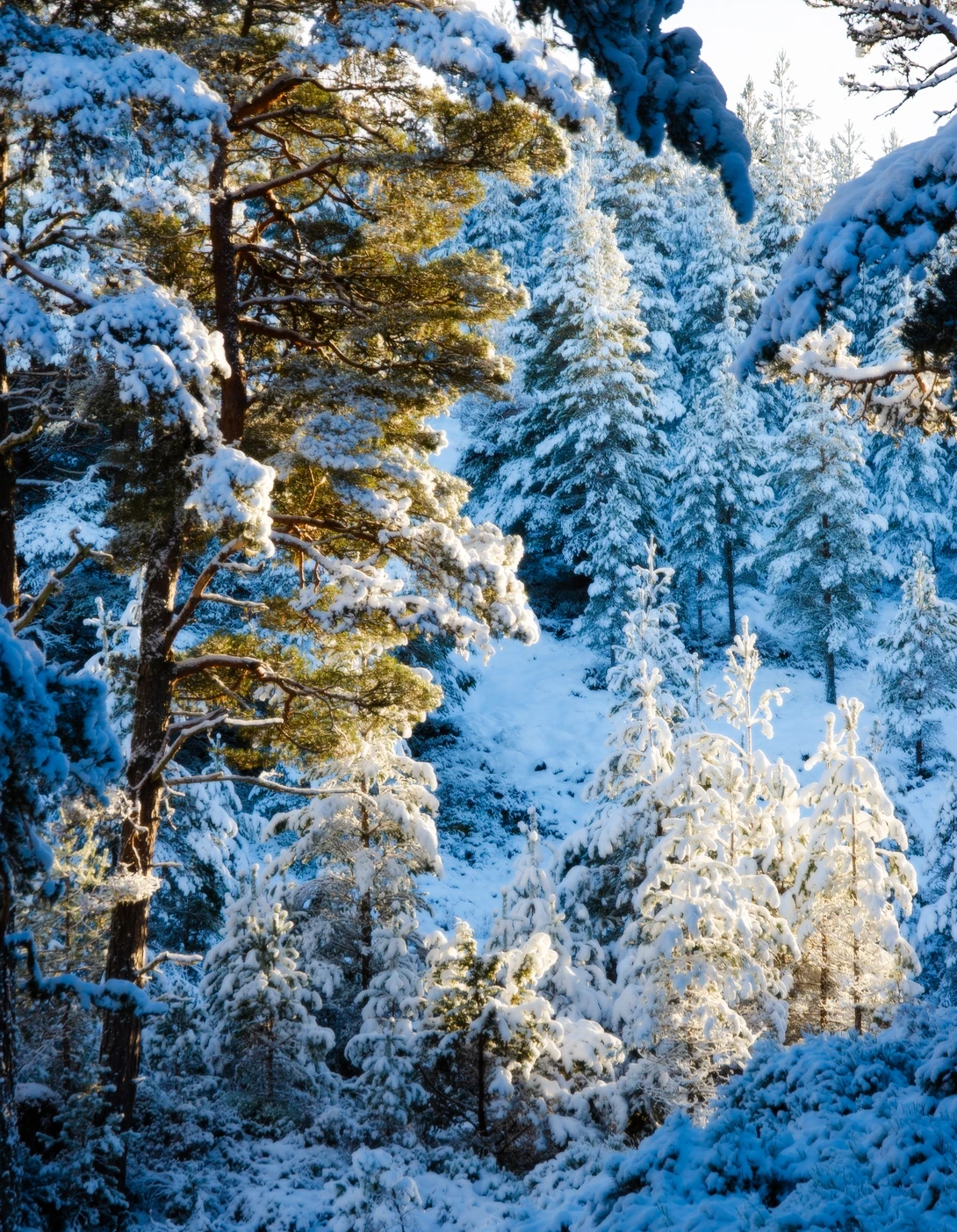 View 7bec0942ce6ebaed202974631c76dd66.jpg by David Russell