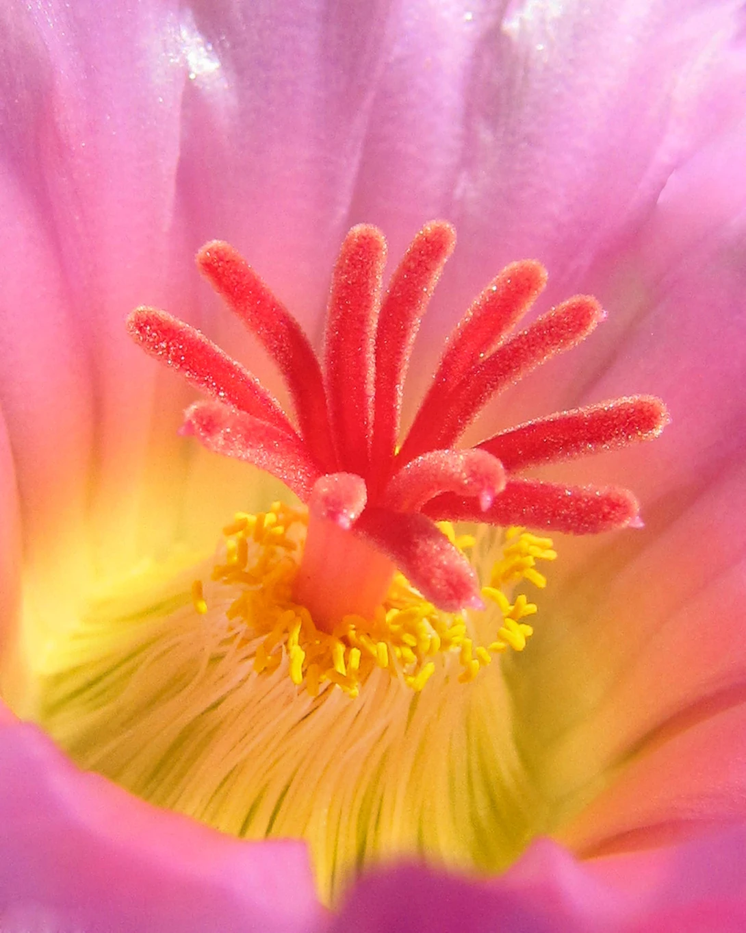 View f110e488d36eef1b3ec96f7e0cb6e5bf.jpg by Ruth Carll