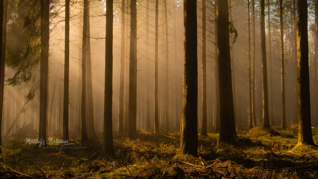 View f70ebde5d168d04d71a49722c90f7893.jpg by Matthijs Bettman