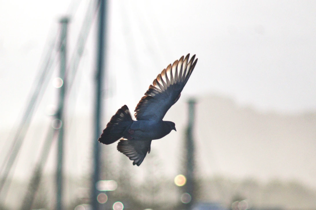 View 321e2fb2a5c1a24e078867ebde2888b5.jpg by Jeremy Martignago