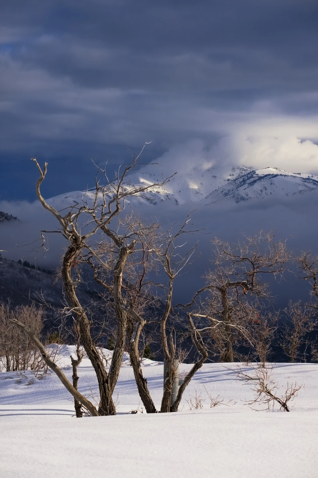 View 34525d031401b0886f52c387c1632761.jpg by Mark Seawell