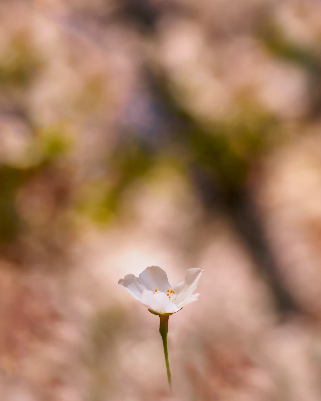 View 5b34636b2b76892401e60af972ebf167.jpg by Jordan McChesney