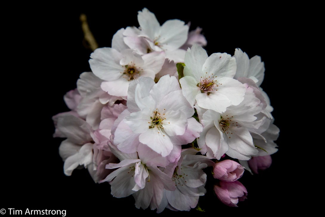 View 62e4204f32c6534ccf95f32317de2866.jpg by Tim Armstrong