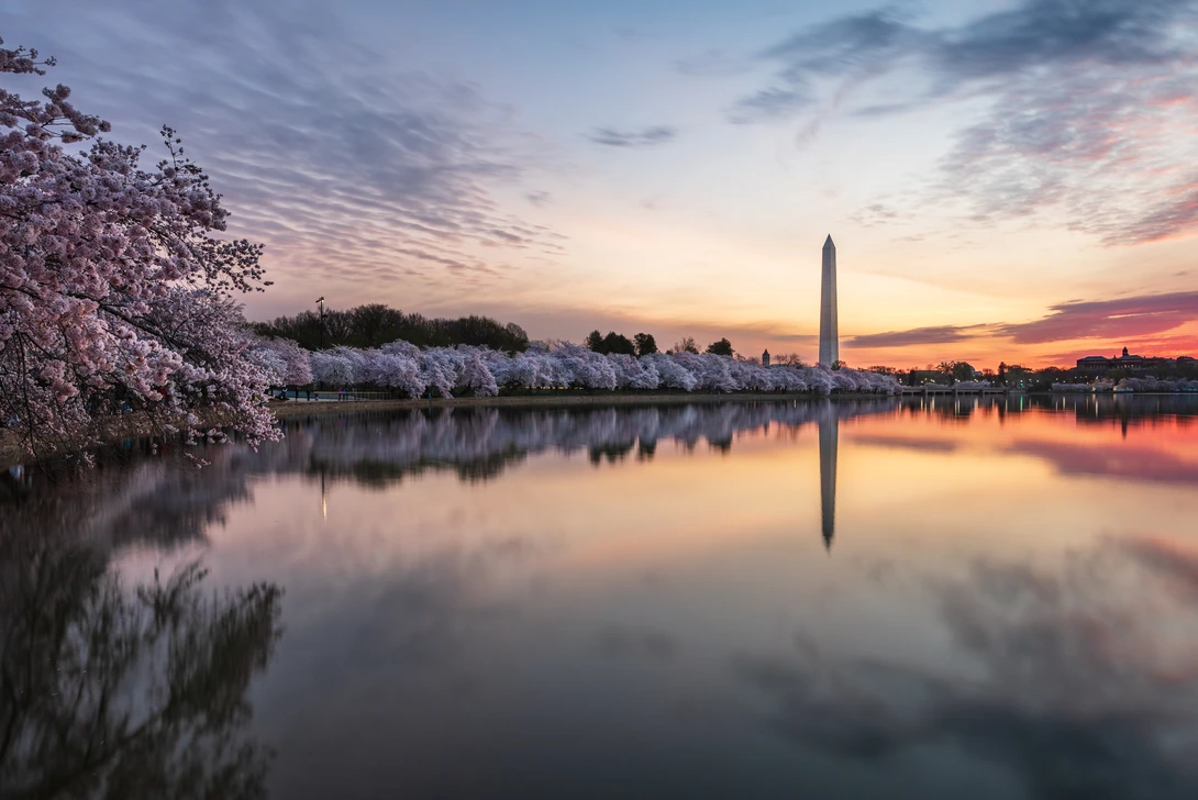 View Washington Monument with Cherry Blossoms by Josh Sanders