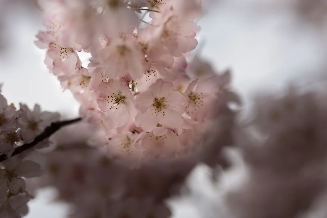 View 827d92ee721bfe683c77c7f5c7212321.jpg by Josh Sanders