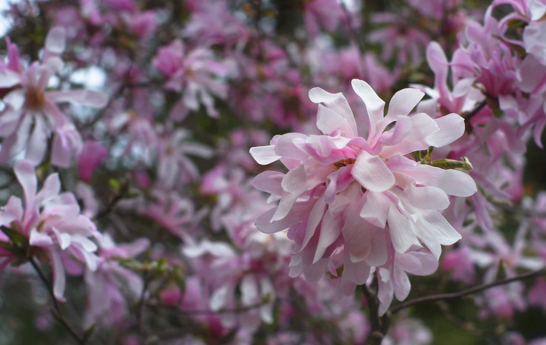 View 9373e67cc3b381e52ad5aefdb36f6a9f.jpg by Ruth Carll