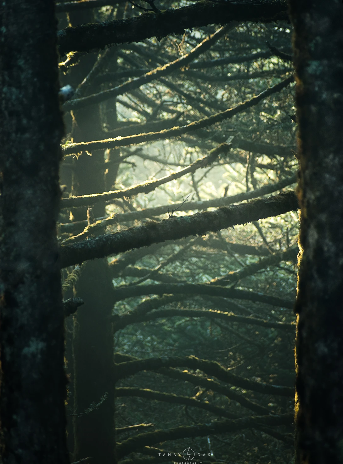 View 3fb1a72e7da4e1bbcc38580e93808352.jpg by TANAY DAS