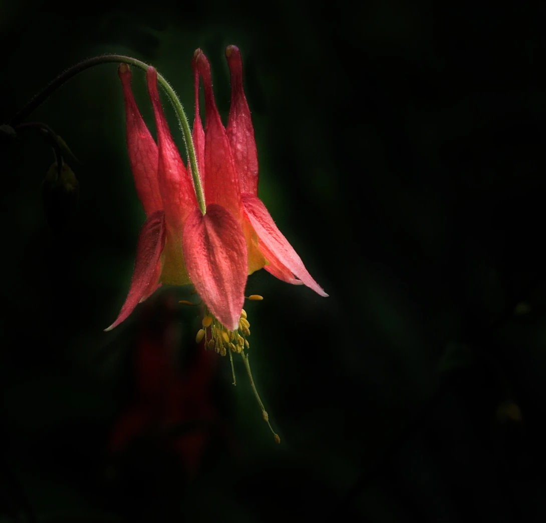 View 53327d551d0f65c182a8258db2c1b66c.jpg by Ruth Carll