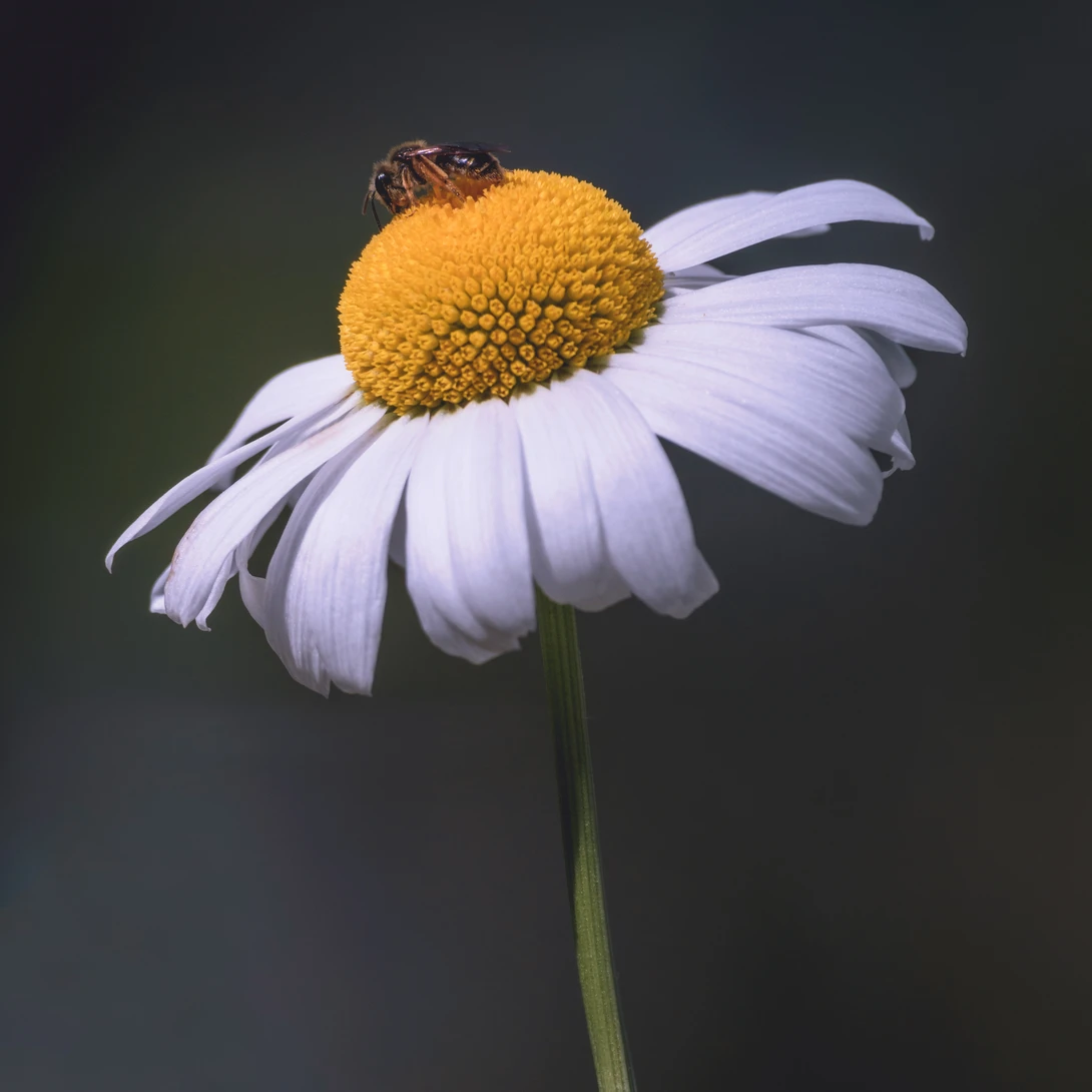 View 5ce87319c02e8c802cf90936cfb86f18.jpg by Jordan McChesney