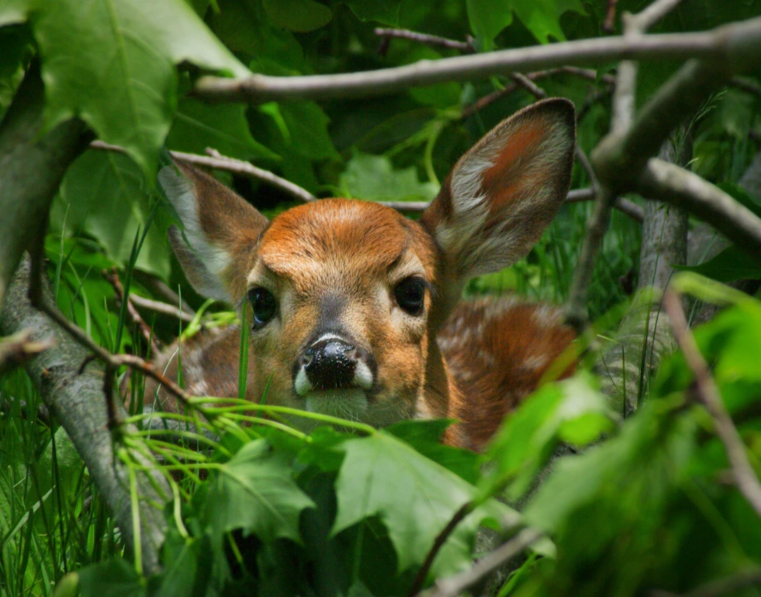 View 8b8ef01c9f8404c436766c3d5f0a1ff0.jpg by Ruth Carll