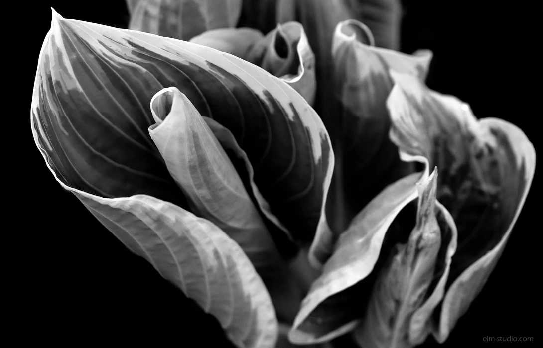 View a8c82f55c9800b2b6e6153ed30dea204.jpg by Elissa McMeniman