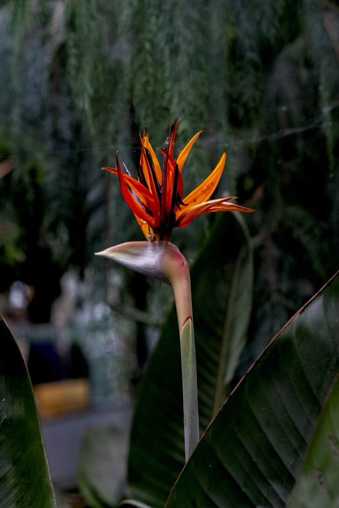 View b571abaefc7a31fdb651537e094f5ae6.jpg by Eddy Waddel