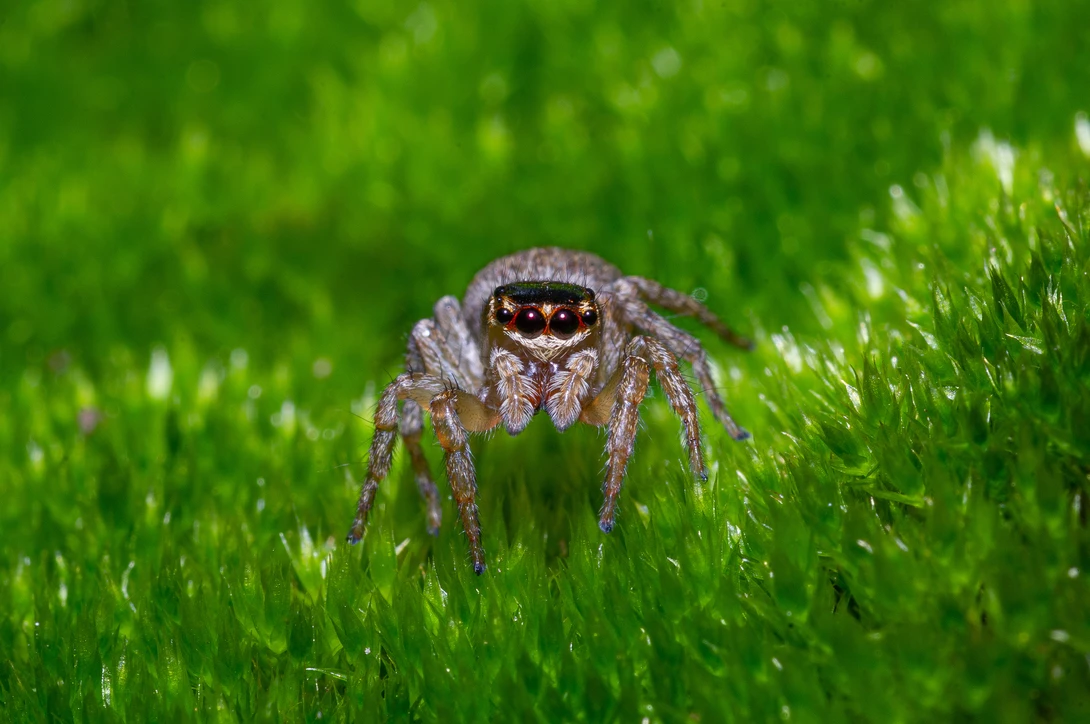 View Jumping spider on moss by Jeremy Martignago