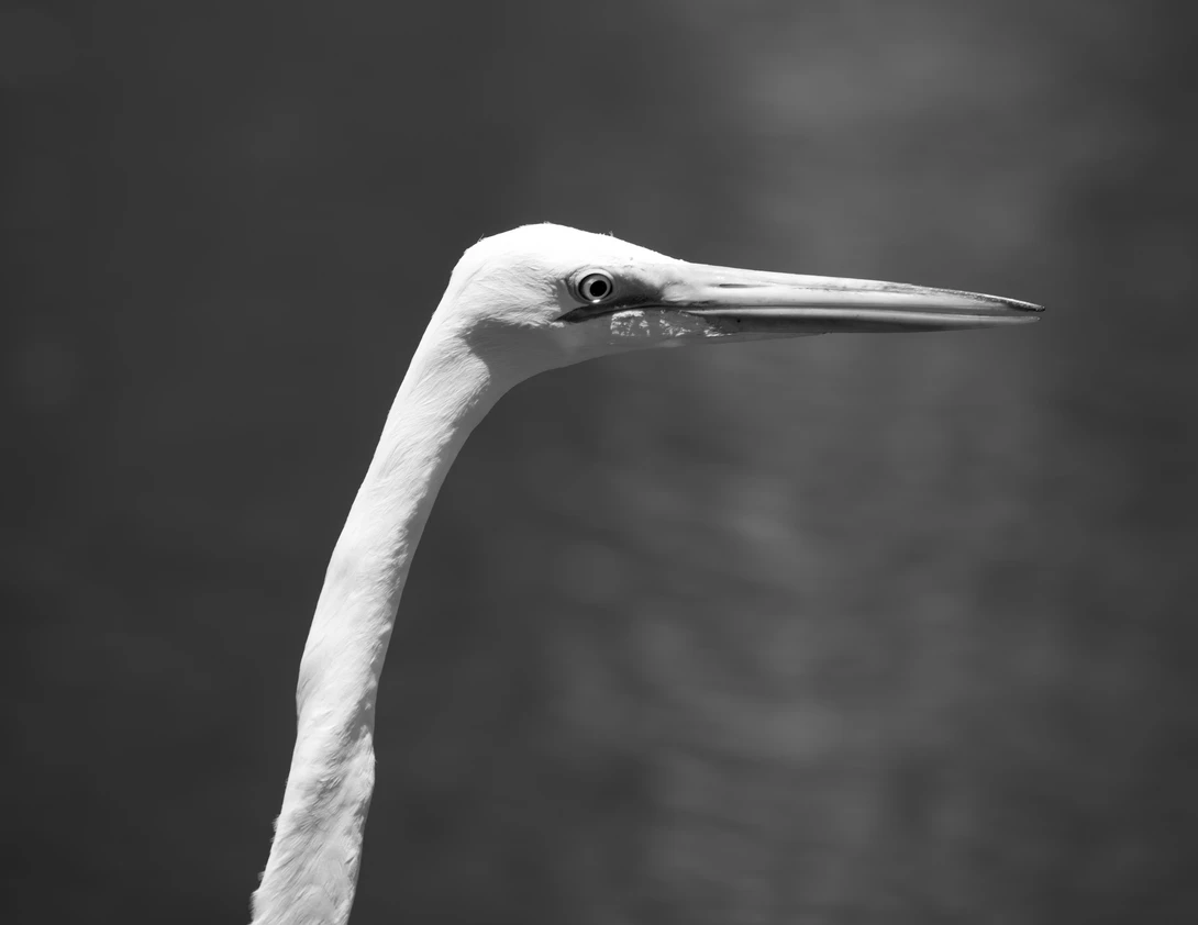 View d8d31689c12f53116c1383bc43997a3a.jpeg by Timothy Harris