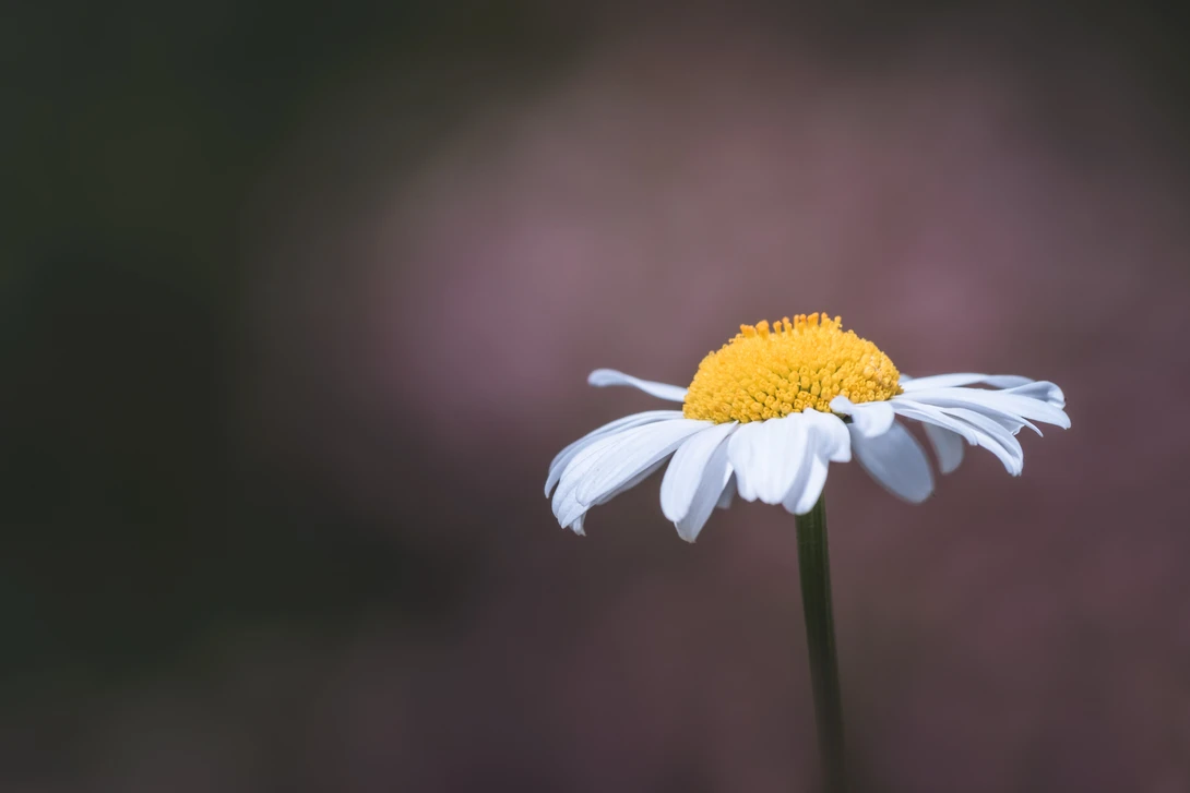 View fcf8be62f124b9e4a2fc61422ca22437.jpg by Jordan McChesney