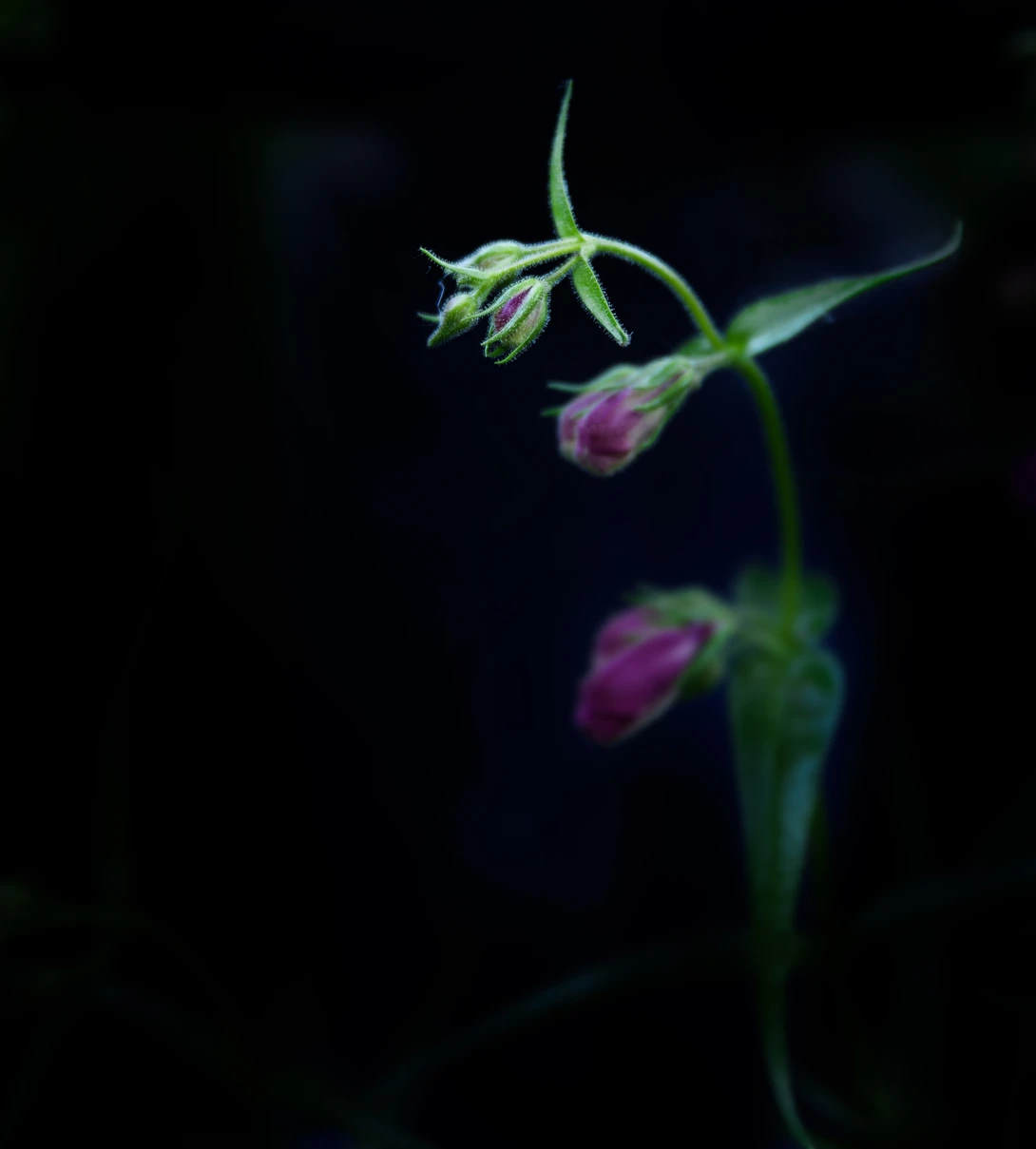 View a6f03b8a7903424ce2cd8bfc1cd8fbd3.jpg by Ruth Carll