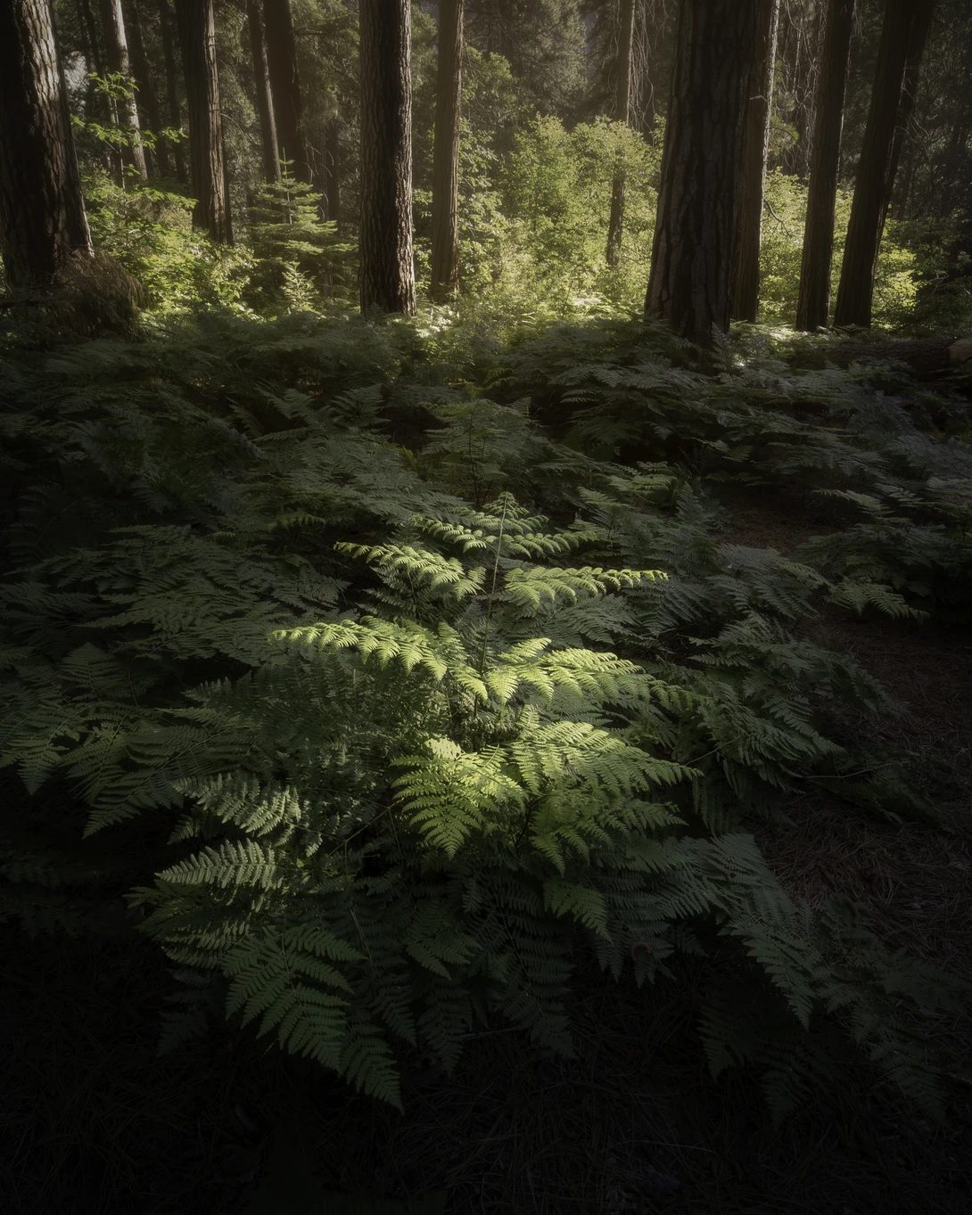 View 0107174152a9aefd4025aaf5681de0e1.jpg by Jacob Ferguson