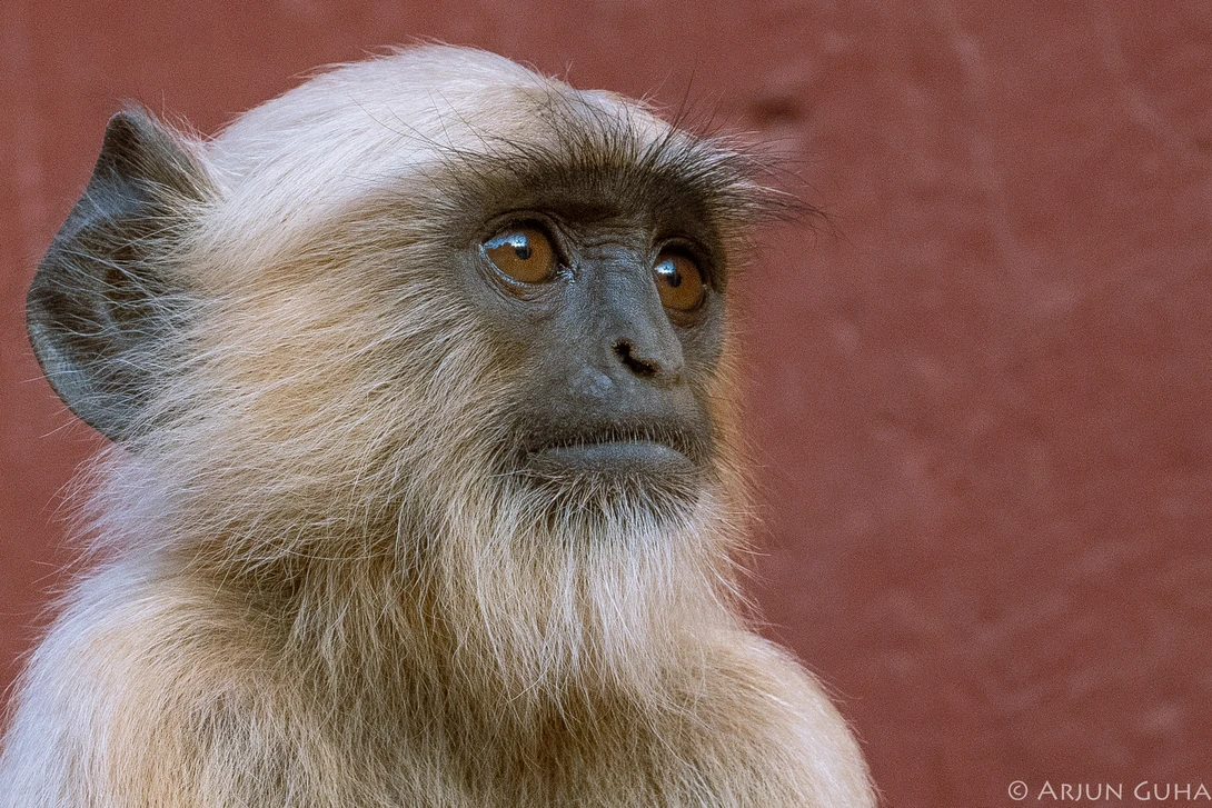 View 02020b3299eef0d7a975ed4acaffcec7.jpg by arjun guha