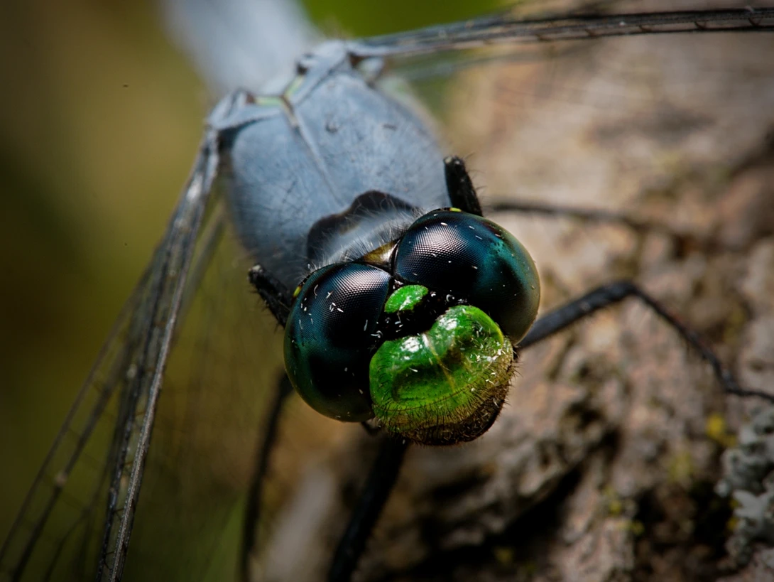 View 1791080aefac15ce73cbfa56016cef81.jpg by Troy Straub