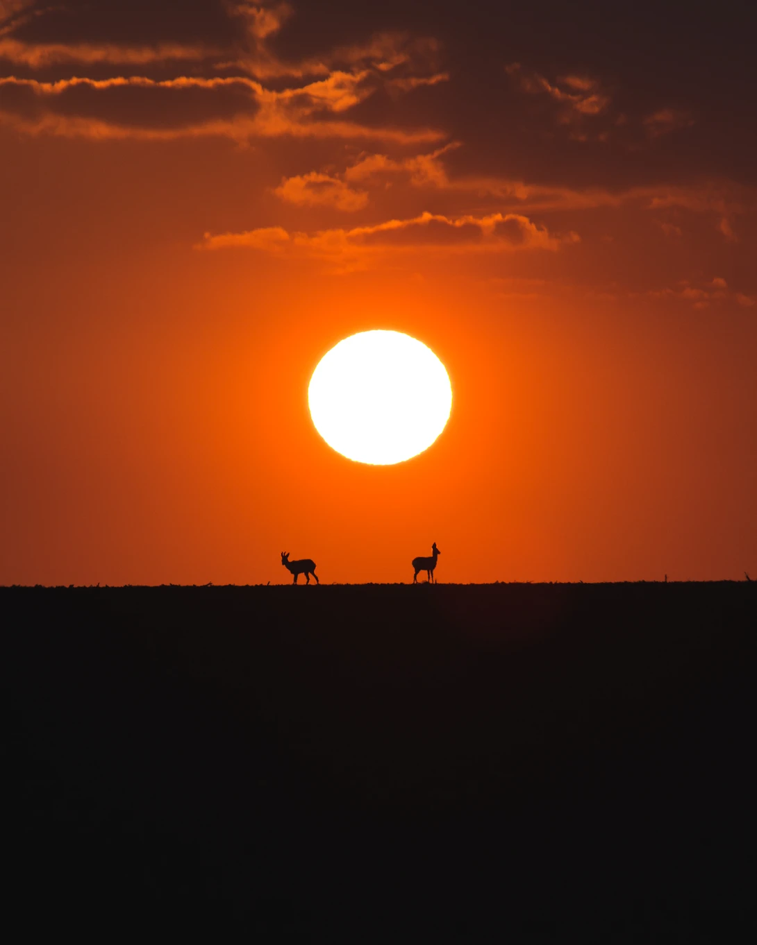 View Silhouettes by Sebastian Ulici