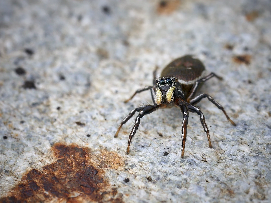 View Heliophanus aeneus by Gion-Andri Derungs