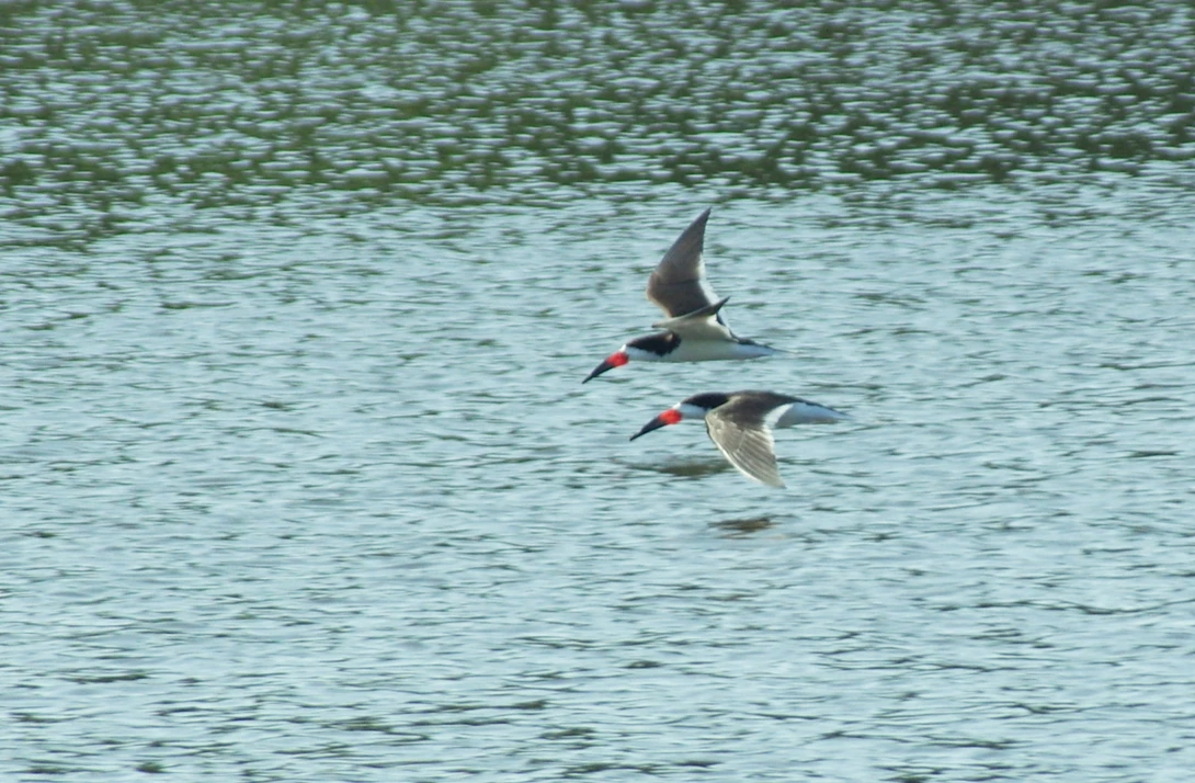 View 42f158a8d1a19e38b1ca024c7d42120a.jpg by Ruth Carll