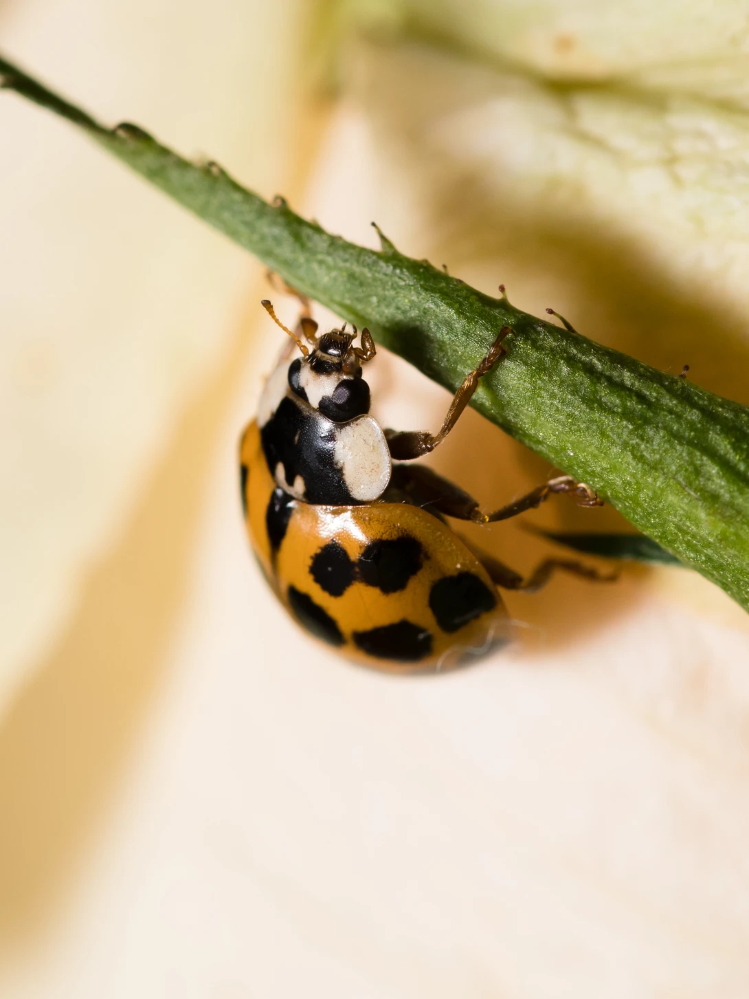 View 78007d36ef57279e10588975876c207d.jpg by Carel van Huyssteen